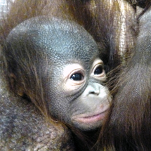  Baby orangutan born at Cleveland Metroparks Zoo